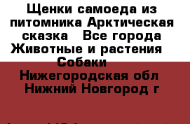 Щенки самоеда из питомника Арктическая сказка - Все города Животные и растения » Собаки   . Нижегородская обл.,Нижний Новгород г.